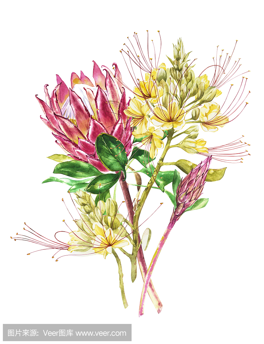 水彩Protea和Caesalpinia花。热带装饰花卉植物插图。水彩孤立。完美的邀请,婚礼或贺卡。
