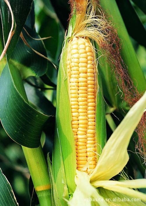 其他农作物种子,种苗-北农旗舰玉米种 抗病 抗倒 高产玉米种子 大穗