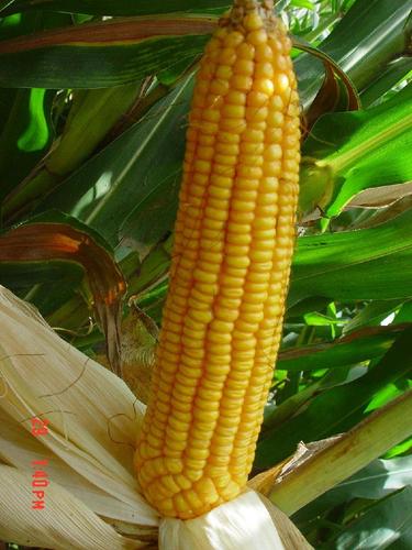 金穗1号 (中国 甘肃省 生产商) - 种子,种苗 - 农产品及物资 产品