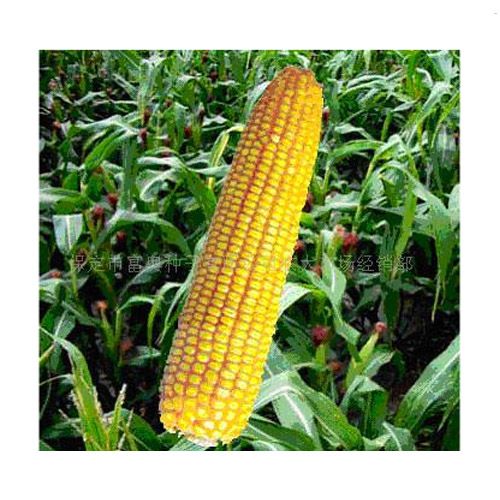 玉米种子 国育1号 农作物种子,种苗 产品